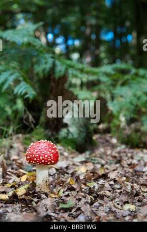 Amanita muscaria, Agaric Pilzzucht in einem englischen Wald fliegen. Stockfoto