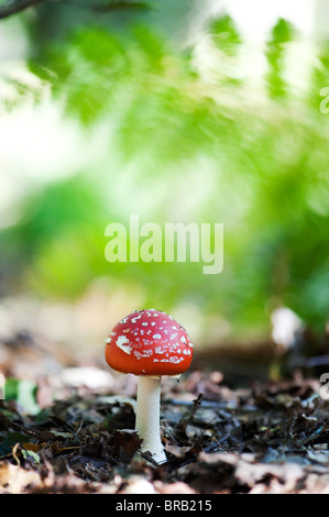 Amanita muscaria, Agaric Pilzzucht in einem englischen Wald fliegen. Stockfoto