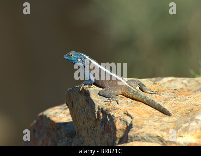 Southern Rock Agama Eidechse Agama Atra Namaqualand Northern Cape in Südafrika Stockfoto