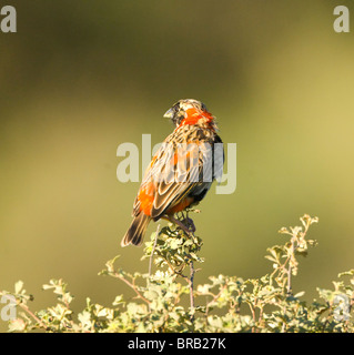 Weiblichen südlichen Roten Bischof Euplectes Orix Cederberg Mountains Namaqualand Northern Cape in Südafrika Stockfoto