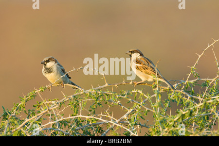 Haus Spatzen (Passer domesticus), Namaqualand, Northern Cape, Südafrika Stockfoto