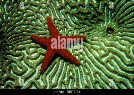 Seestern Fromia SP., Fidschi-Inseln, Pazifik Stockfoto