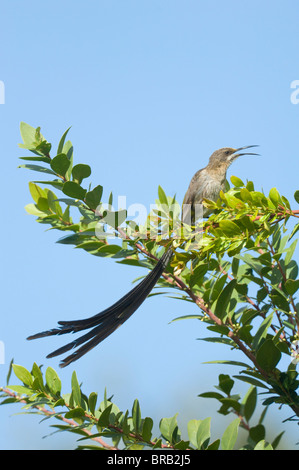 Männlichen Kap Sugarbird Promerops Cafer Cape Town Kirstenbosch Gardens Südafrika Stockfoto