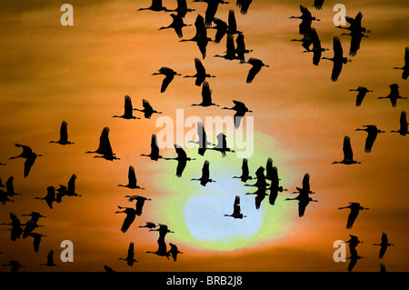 Sandhill Kran Migration-Grus Canadensis-entlang Platte Fluss-Nebraska-März-2009 Stockfoto