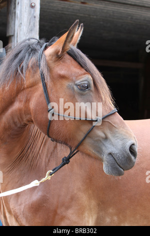 Leiter der schönen Bucht Welsh Cob Stockfoto