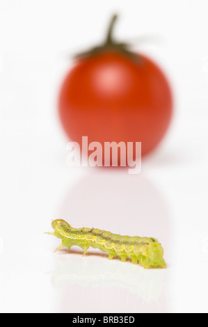 Raupe kriecht in Richtung Cherry-Tomate; Kohl Motte Larve (Mamestra Brassicae) Stockfoto