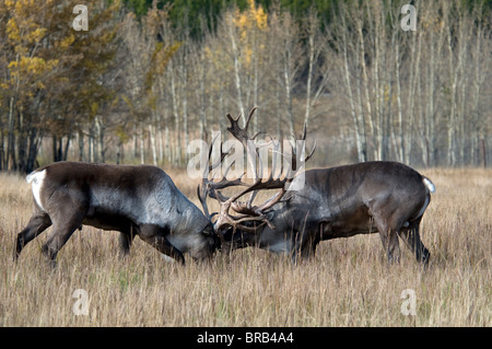 Woodland Caribou-Rangifer Tarandus Caribou-Yukon-2008 Stockfoto