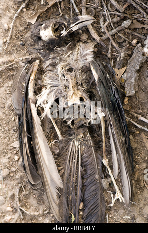 Tote Black-billed Magpie - Cheyenne Mountain State Park - Colorado Springs, Colorado USA Stockfoto