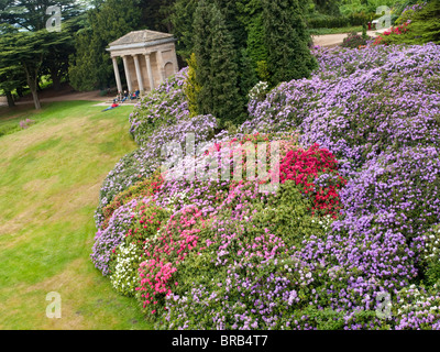 Die berühmten Rhododendren und korinthischen Tempels Wentworth Castle and Gardens, Stainborough in der Nähe von Barnsley in South Yorkshire Stockfoto