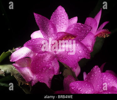 Blühende Weihnachtskaktus (Schlumbergera Truncata) mit Wassertropfen und Hintergrundbeleuchtung Stockfoto