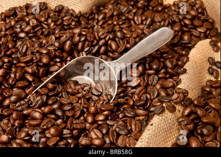 Eine Kaffee-Kugel in einem Haufen von Kaffeebohnen in einem Leinensack Stockfoto