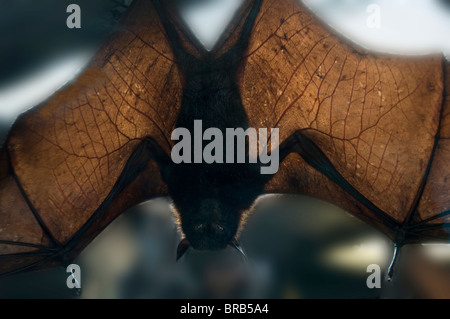 malaysische flying fox Flughund Pteropus Vampyrus-weltweit größte Fledermaus-2009 Stockfoto