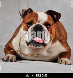 Bulldogge liegend Stockfoto