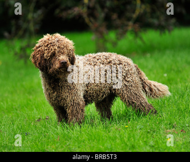 Lagotto Romagnolo, italienischer Jagdhund Stockfoto