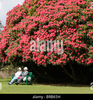 Frühling-Besucher und einen riesigen Rhododendron Blütenstrauch in die Lost Gardens of Heligan Cornwall England UK Stockfoto