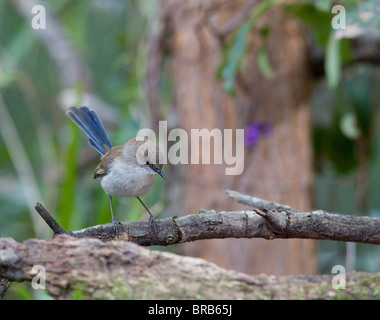 Non-Zucht männlichen hervorragende Fairy Wren (Malurus Cyaneus), NSW, Australien Stockfoto