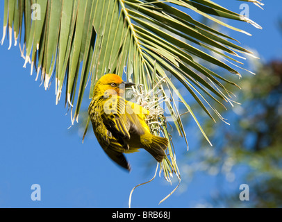 Kap-Weber Ploceus Capensis Namaqualand Northern Cape in Südafrika Stockfoto