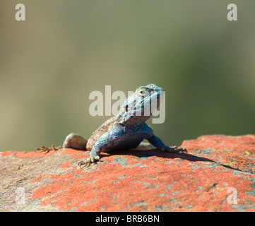 Southern Rock Agama Eidechse Agama atra Stockfoto