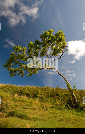 Einsamer Überlebender, Rowan Tree auf einer Insel Mull Hügel.  SCO 6690 Stockfoto