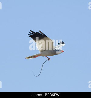 Südlichen blass-Chanting Goshawk Melierax canorus Stockfoto