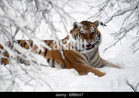 Sibirischer Tiger im Schnee-2008 Stockfoto