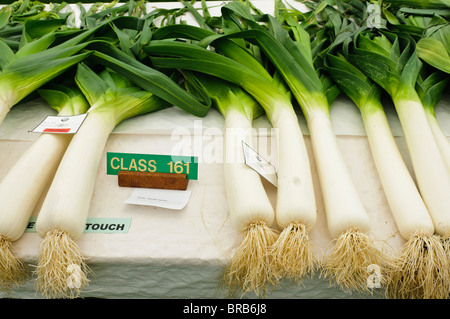 Riesige blanchierten Lauch auf einem Tisch in einem gärtnerischen Wettbewerb Stockfoto