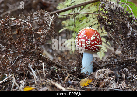 Amanita muscaria, Agaric Pilzzucht in einem englischen Wald fliegen. Stockfoto