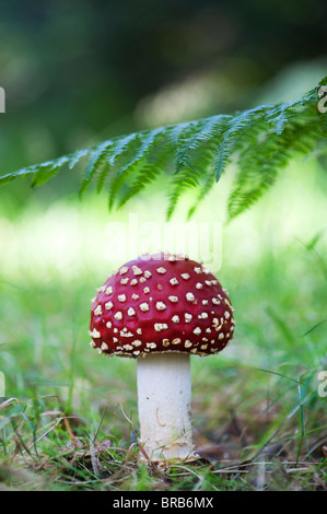 Amanita muscaria, Agaric Pilzzucht in einem englischen Wald fliegen. Stockfoto