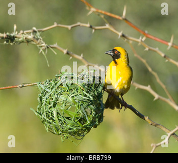 Südlichen maskierte Weber Ploceus Velatus Cederberg Mountains Namaqualand Northern Cape in Südafrika Stockfoto