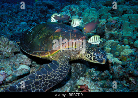 Grüne Meeresschildkröte, Chelonia Mydas, gereinigt von Sträfling Tangs und gefleckte Doktorfisch, Hawaii, Pazifik Stockfoto