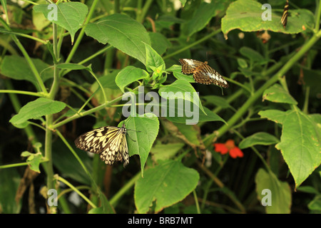Weißen Baum Nymphe Butterfly auch bekannt als Papier Kite oder Reispapier Schmetterling Stockfoto
