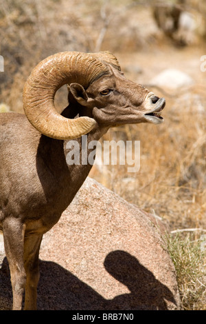 Halbinsel Bighorn Sheep Ram (Ovis Canadensis Cremnobates), Borrego Palm Canyon, Anza Borrego Desert State Park Stockfoto