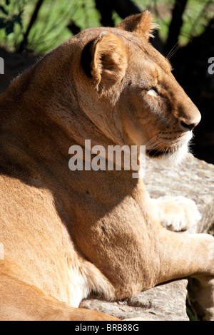 Lion Stockfoto
