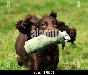 Arbeiten Cockerspaniel abrufen einen dummy Stockfoto