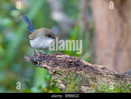 Non-Zucht männlichen hervorragende Fairy Wren (Malurus Cyaneus), NSW, Australien Stockfoto