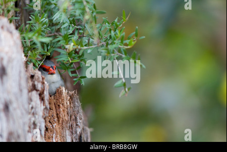 Red Browed Firetail (Neochmia Temporalis), NSW, Australien Stockfoto