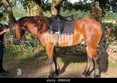 Eine schöne Bucht Welsh Cob in den Sattel und Zaumzeug Stockfoto