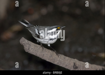 Erwachsene männliche Black-throated Gray Warbler thront auf einem Ast Stockfoto