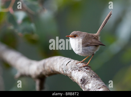 Erwachsene weibliche super blaue Fee Wren (Malurus Cyaneus), NSW, Australien Stockfoto