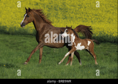 Arabische Pinto-Pferd (Equus Ferus Caballus), Stute mit Pinto Fohlen im Galopp auf der Wiese. Stockfoto