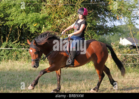 Ein Teeage Mädchen reiten eine schöne Bucht Welsh Cob Stockfoto