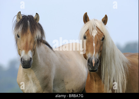 Haflinger und norwegischen Fjord-Pferd (Equus Ferus Caballus), Porträt von zwei jungen Hengsten. Stockfoto