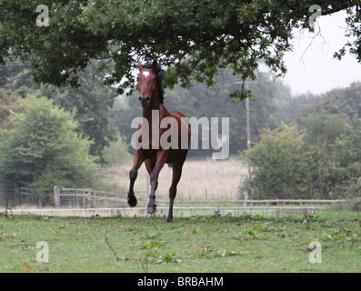 Eine Bucht Pferd Trab rund um das Spielfeld Stockfoto