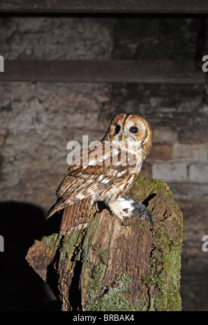 Tawny Eule, Strix Aluco mit Beute Stockfoto