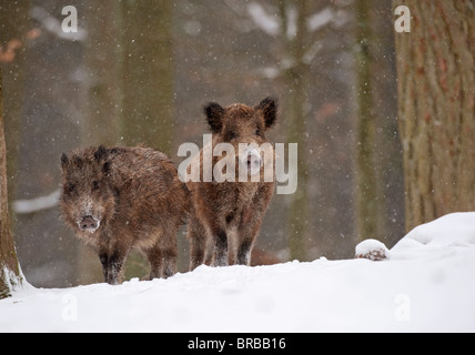 zwei Wildschweine im Schnee / Sus Scrofa Stockfoto