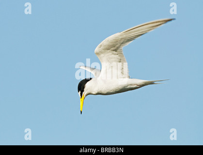 Zwergseeschwalbe - Fliegend / Zwergseeschwalbe - fliegen / Sternula Albifrons Stockfoto