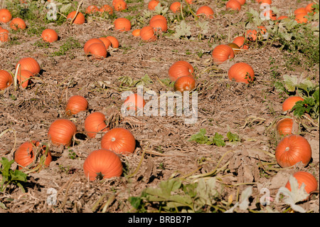 Kürbisse in einem Feld Stockfoto