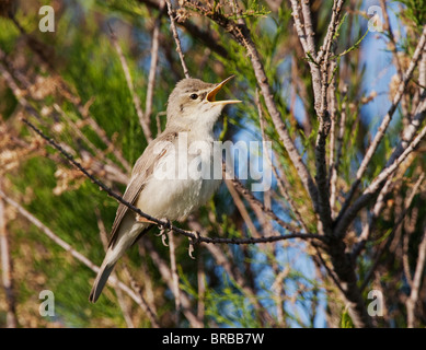 Östliche Olivaceous Warbler auf Zweig / Hippolais Pallida Stockfoto