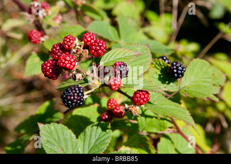 Frische Brombeeren Stockfoto