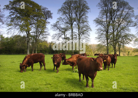 Devon Ruby Red Rinder in einem Feld von Devon. Stockfoto